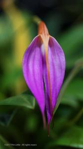 Masdevallia rosea