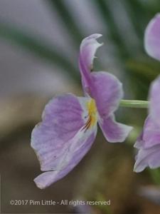 Miltoniopsis vexillaria