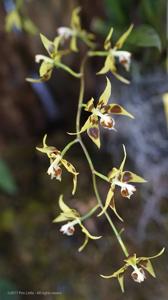 Oncidium kegeljanii