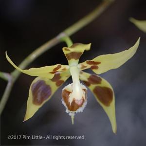 Oncidium kegeljanii