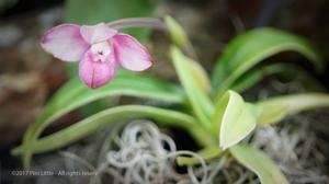 Phragmipedium fischeri