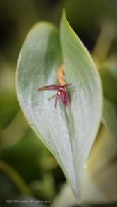 Pleurothallis phyllocardioides
