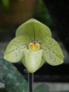 Paphiopedilum concolor