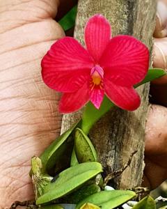 Cattleya wittigiana