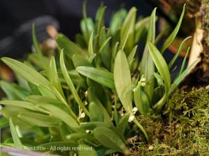 Stelis guianensis