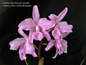 Cattleya lawrenceana