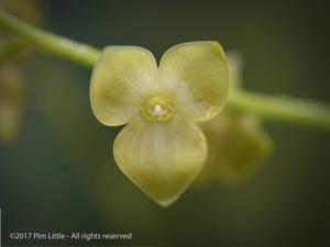 Stelis superbiens