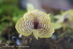 Telipogon hutchisonii