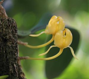 Bulbophyllum macranthoides