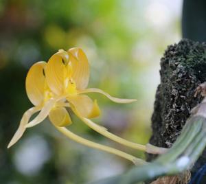 Bulbophyllum macranthoides