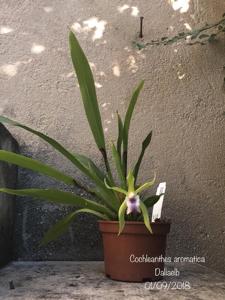 Cochleanthes aromatica