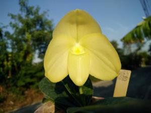 Paphiopedilum concolor