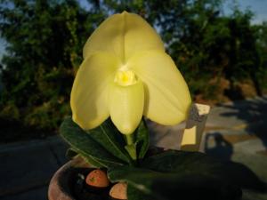 Paphiopedilum concolor