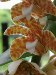 Dendrobium insigne var. insigne