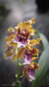 Oncidium harryanum