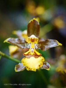 Oncidium oliganthum