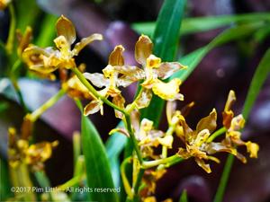 Oncidium oliganthum