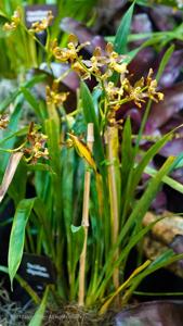 Oncidium oliganthum