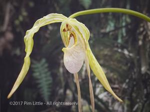 Phragmipedium warszewiczianum