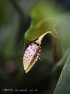 Pleurothallis talpinaria