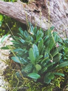 Porroglossum dalstroemii