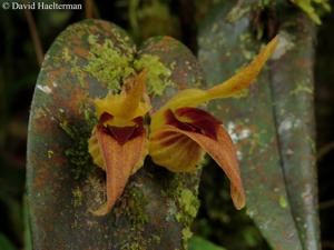 Pleurothallis nossax