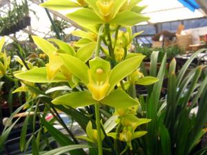 Cymbidium lowianum