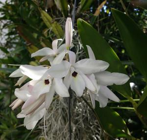 Laelia rubescens