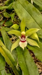 Promenaea fuerstenbergiana