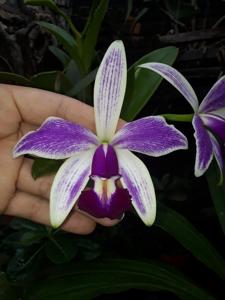 Cattleya violacea