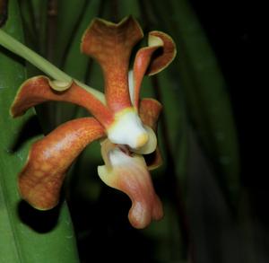 Vanda brunnea