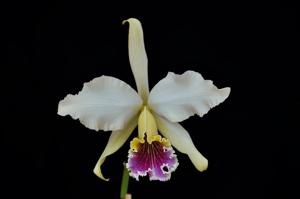 Cattleya rex