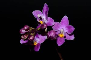 Phalaenopsis equestris