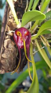 Masdevallia rolfeana