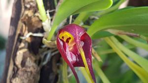 Masdevallia rolfeana