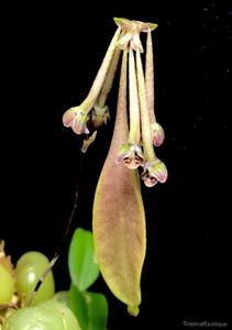 Bulbophyllum physometrum