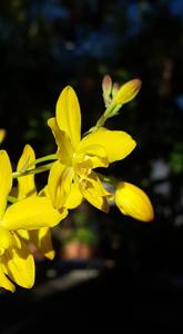 Spathoglottis affinis