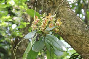 Phalaenopsis hygrochila