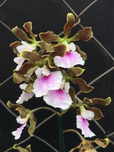 Encyclia randii