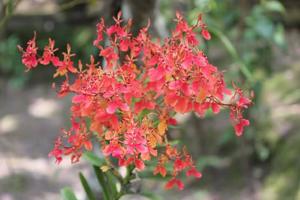 Renanthera imschootiana