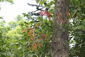 Renanthera imschootiana