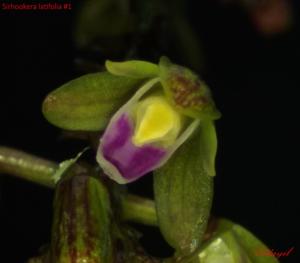 Sirhookera latifolia