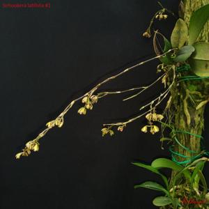 Sirhookera latifolia