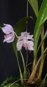 Aganisia cyanea