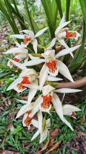 Coelogyne asperata