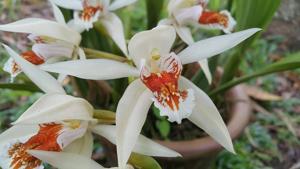 Coelogyne asperata