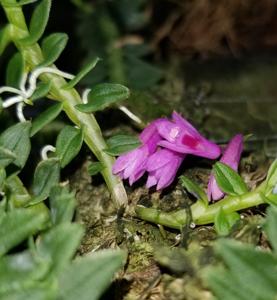 Dendrobium dichaeoides