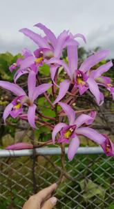 Laelia superbiens