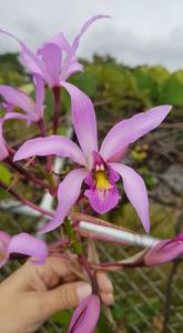 Laelia superbiens