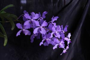 Vanda coerulea